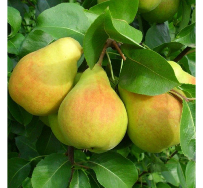 Саджанці груші зимової сорт Бланка, підщепа ВА-29