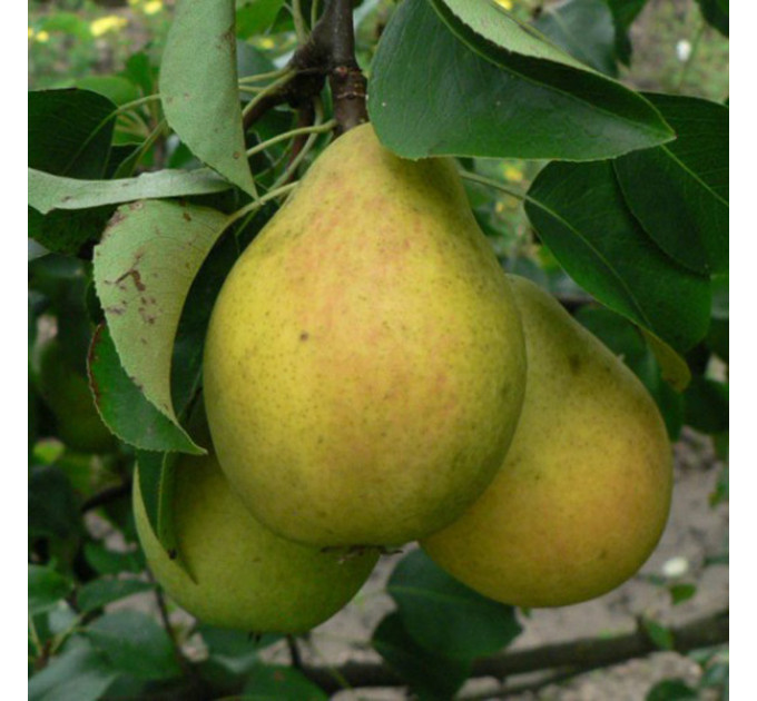 Саджанці груші зимової сорт Бланка, підщепа ВА-29