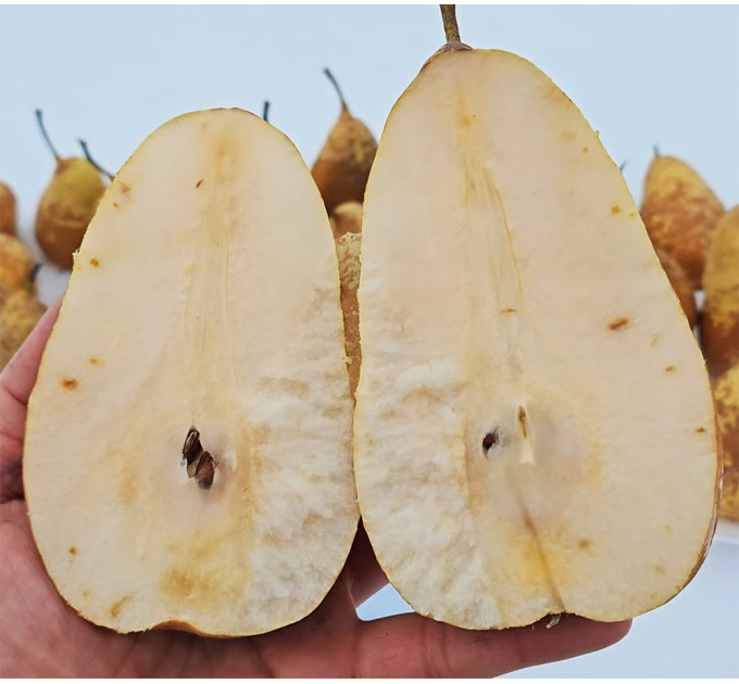 Саженцы груши зимней сорт Стрийская, подвой ВА-29