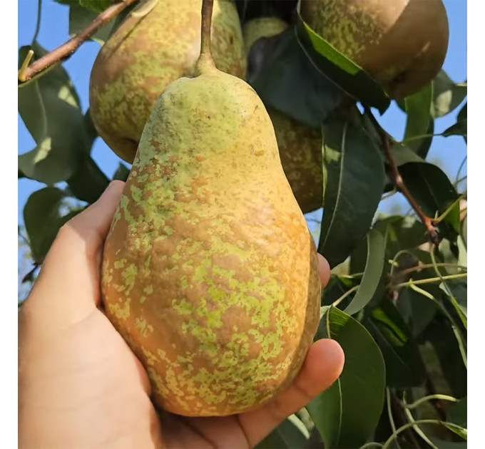 Саженцы груши зимней сорт Стрийская, подвой ВА-29