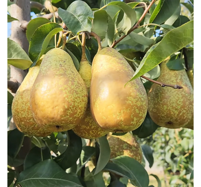 Саженцы груши зимней сорт Стрийская, подвой ВА-29