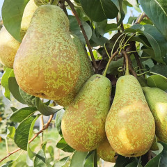 Саженцы груши зимней сорт Стрийская, подвой ВА-29