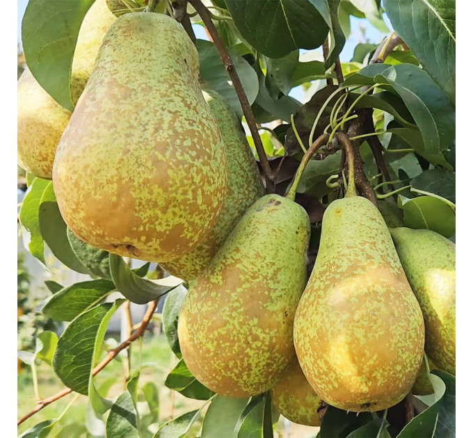 Саженцы груши зимней сорт Стрийская, подвой ВА-29