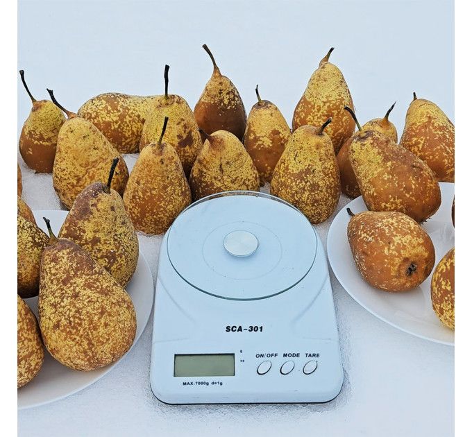 Саженцы груши зимней сорт Стрийская, подвой ВА-29