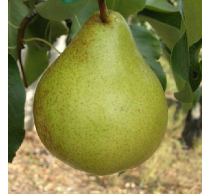 Саджанці груші зимової сорт Виставкова, підщепа ВА-29