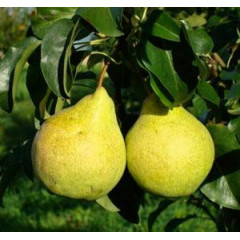 Саджанці груші зимової сорт Марія, підщепа ВА-29