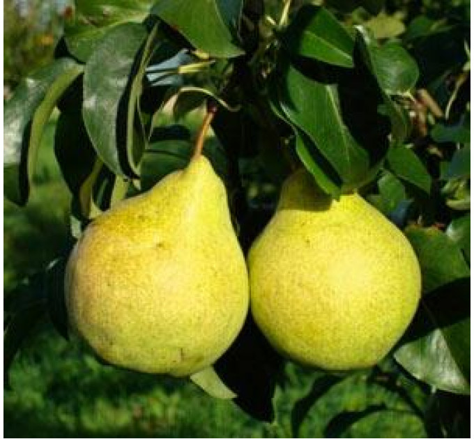 Саджанці груші зимової сорт Марія, підщепа ВА-29