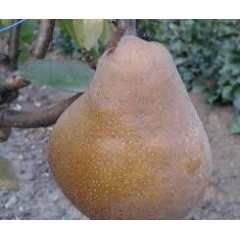 Груша зимова сорт Жак Тельє, підщепа ВА-29