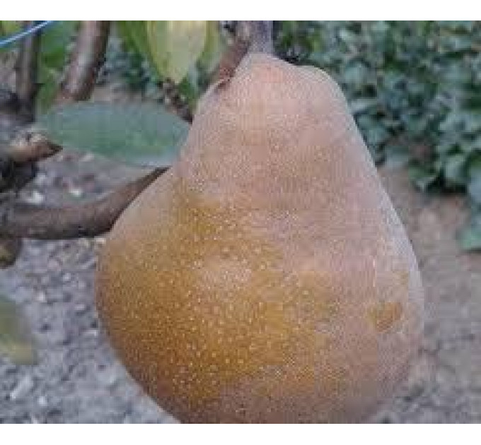 Груша зимова сорт Жак Тельє, підщепа ВА-29