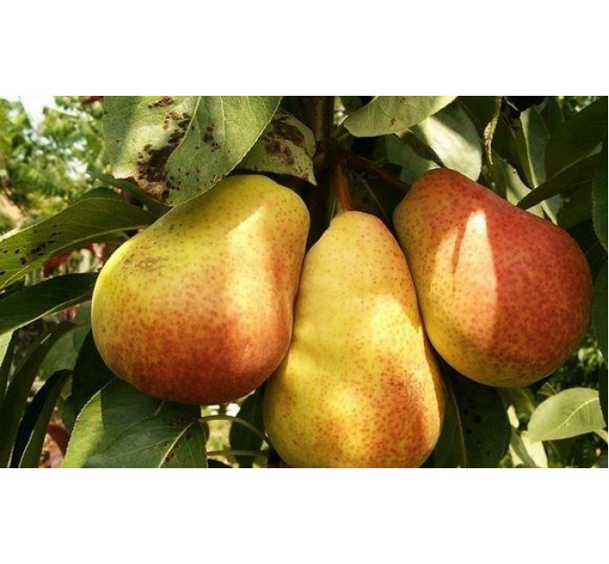 Груша сорт Дюшес