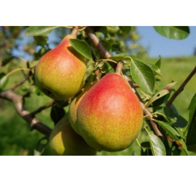 Груша сорт Дюшес