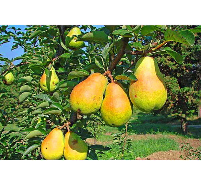 Груша сорт Дюшес