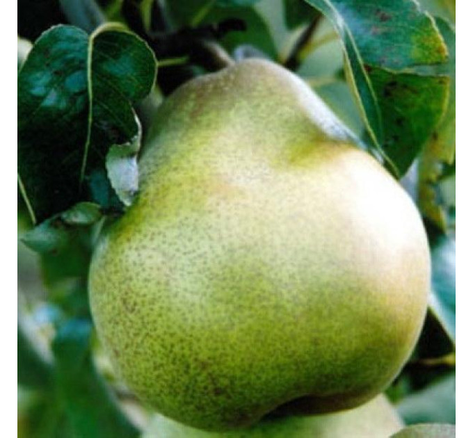 Саджанці груші зимової сорт Пам'яті Князя Трубецького, підщепа ВА-29