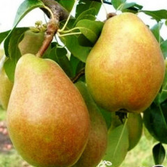 Груша зимова сорт Анжеліс, підщепа ВА-29