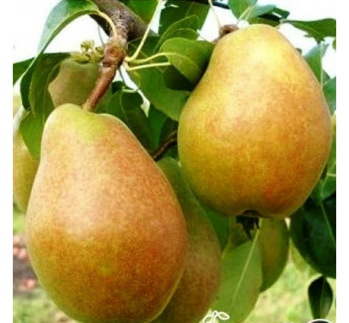 Груша зимова сорт Анжеліс, підщепа ВА-29