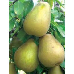 Груша зимова сорт Львівський Сувенір, підщепа ВА-29