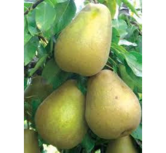 Груша зимова сорт Львівський Сувенір, підщепа ВА-29