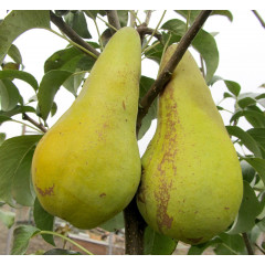 Саджанці груші зимової сорт Конкорд, підщепа ВА-29