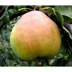 Саджанці груші зимової сорт Кучерянка, підщепа ВА-29