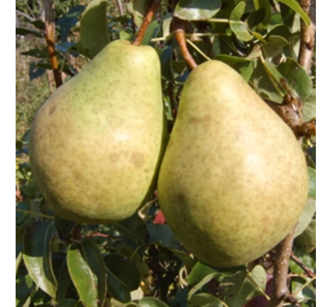 Саджанці груші зимової сорт Давид, підщепа ВА-29