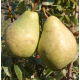Саджанці груші зимової сорт Давид, підщепа ВА-29