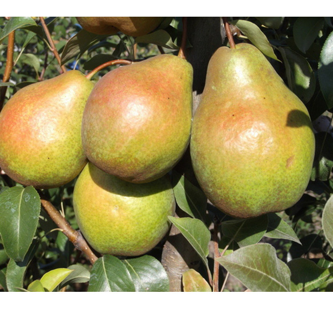 Саджанці груші сорт Еріка, підшепа ВА-29