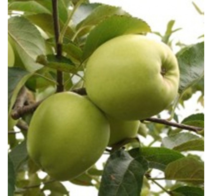 Яблуня сорт зимова Сапфір, підщепа 54-118