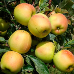 Саджанці яблуні зимової сорт Скіфське золото, підщепа 54-118