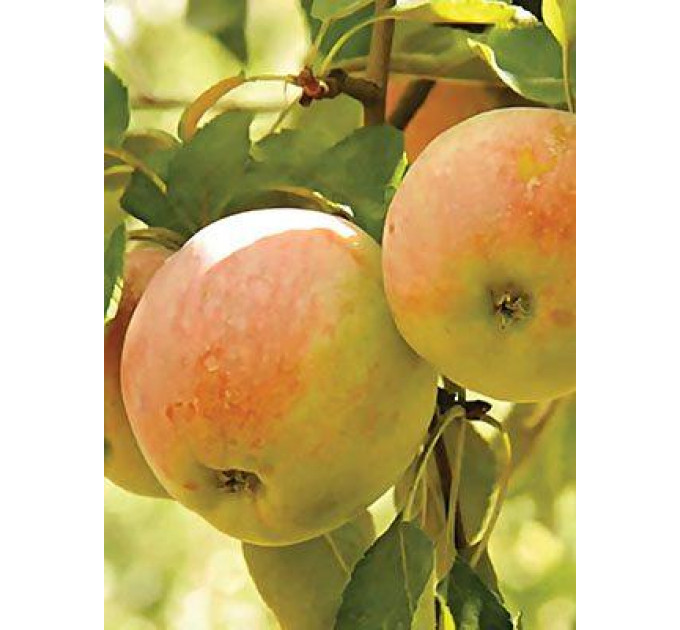 Саженцы яблони зимней сорт Скифское золото, подвой 54-118