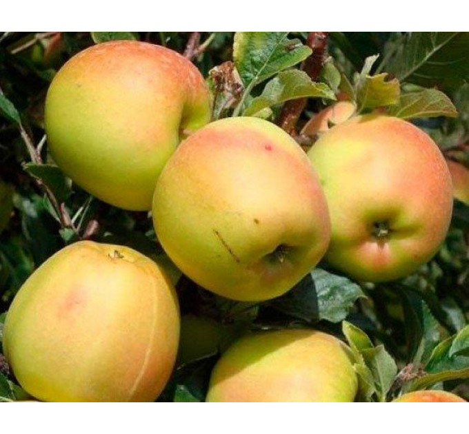 Саженцы яблони зимней сорт Скифское золото, подвой 54-118