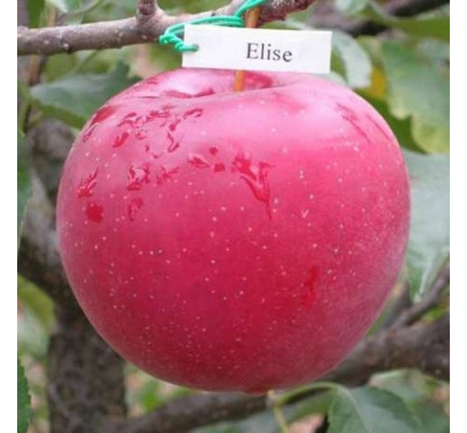 Саженцы яблони зимней сорт Элиза, подвой 54-118