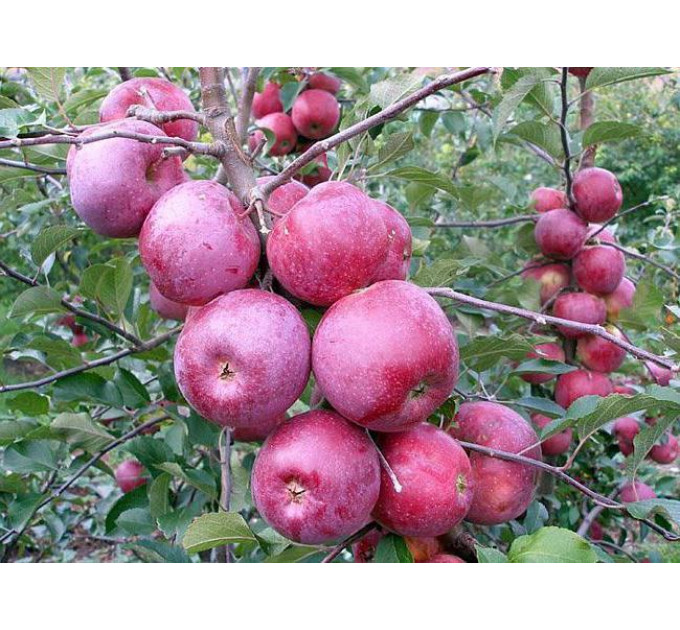 Саженцы яблони зимней сорт Флорина, подвой 54-118