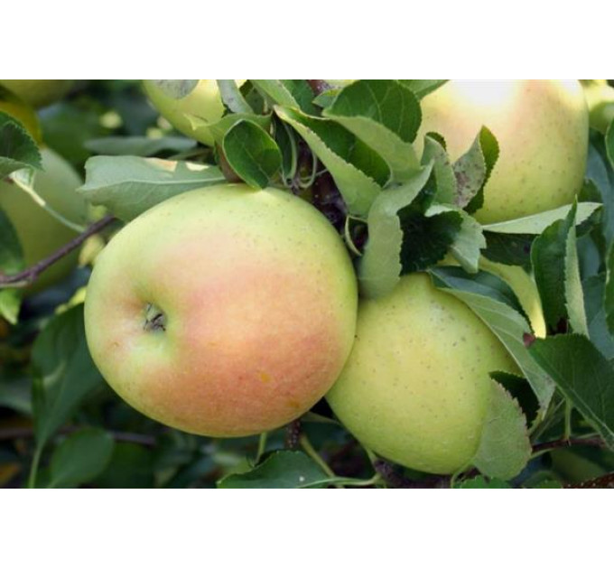 Саженцы яблони зимней сорт Кальвиль снежный, подвой 54-118