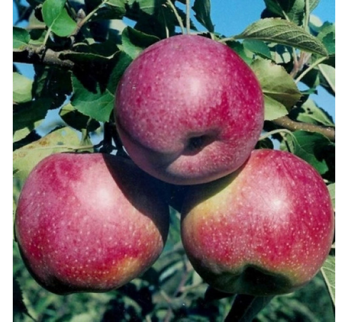 Саженцы яблони зимней сорт Флорина, подвой 54-118