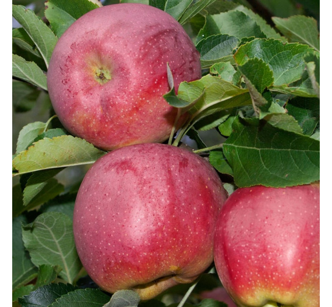 Саженцы яблони зимней сорт Флорина, подвой 54-118