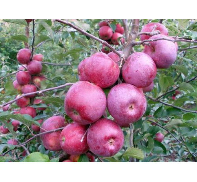 Саженцы яблони зимней сорт Флорина, подвой 54-118