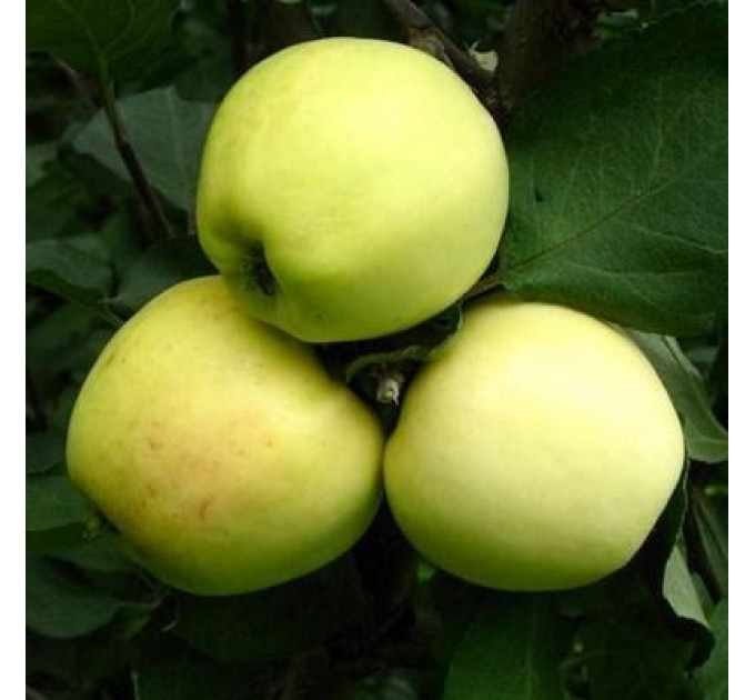 Саженцы яблони зимней сорт Кальвиль снежный, подвой 54-118