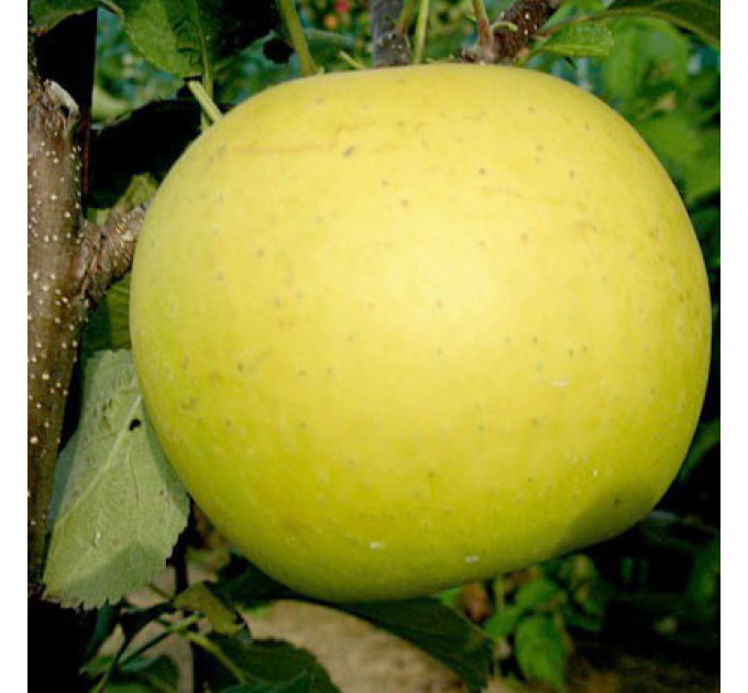 Яблуня зимова сорт Богемія Голд, підщепа 54-118