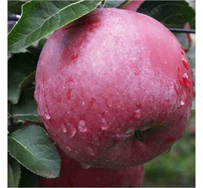 Саджанці зимової яблуні Ентерпрайз