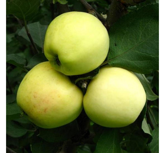 Саженцы яблони зимней сорт Кальвиль снежный, подвой 54-118