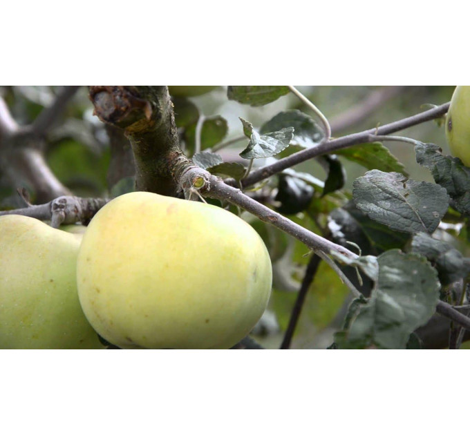Саженцы яблони зимней сорт Кальвиль снежный, подвой 54-118