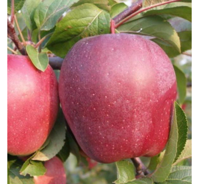 Саджанці яблуні зимової Амброзія, підщепа 54-118