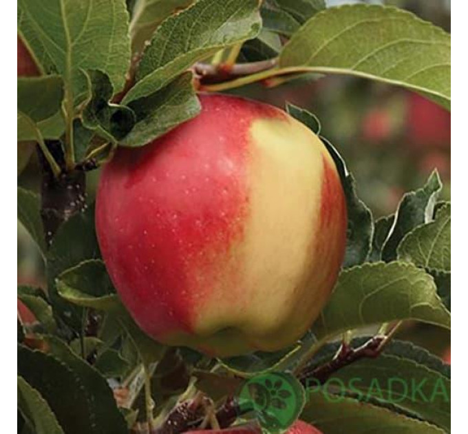 Саджанці яблуні зимової Амброзія, підщепа 54-118