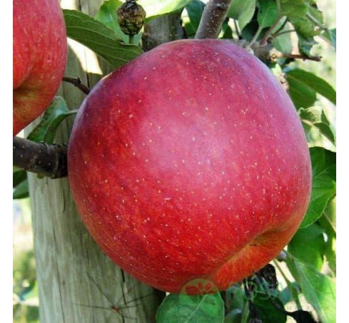 Саженцы яблони сорт Розелла