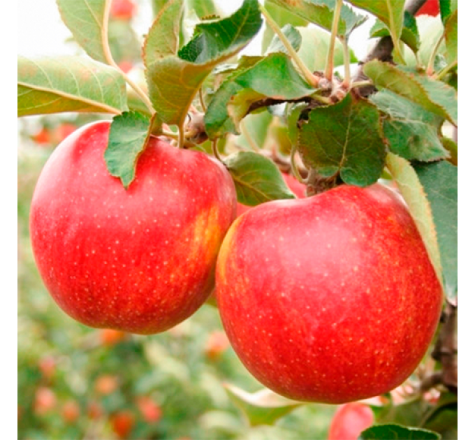 Яблуня Джонаголд Декоста