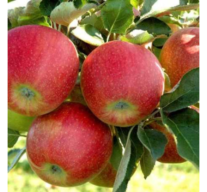 Яблуня Джонаголд Декоста