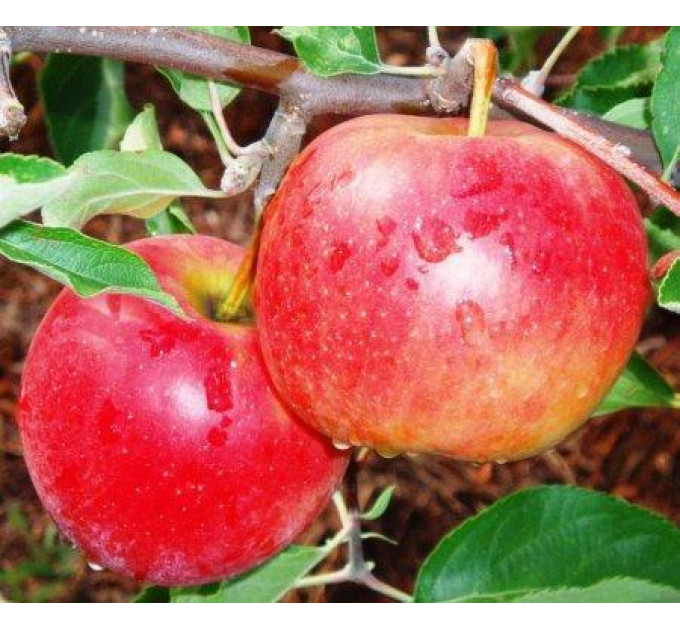 Яблуня Джонаголд Декоста