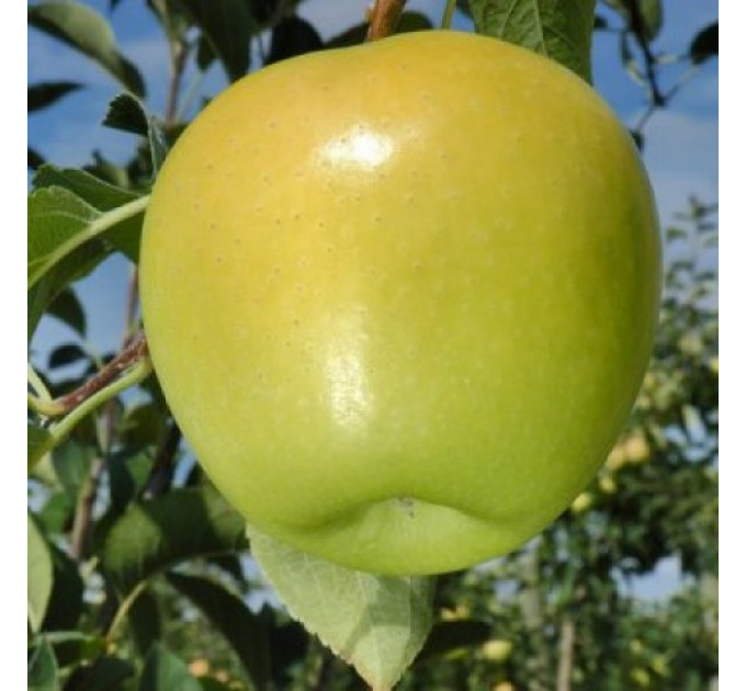 Саджанці яблуні зимової сорт Голден Делішес, підщепа 54-118