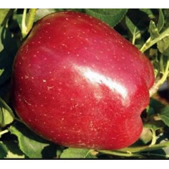 Саджанці яблуні зимової сорт Старкрімсон, підщепа 54-118