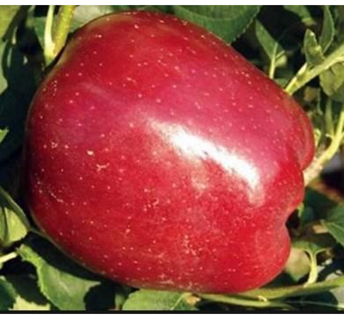 Саженцы яблони зимней сорт Старкримсон, подвой 54-118